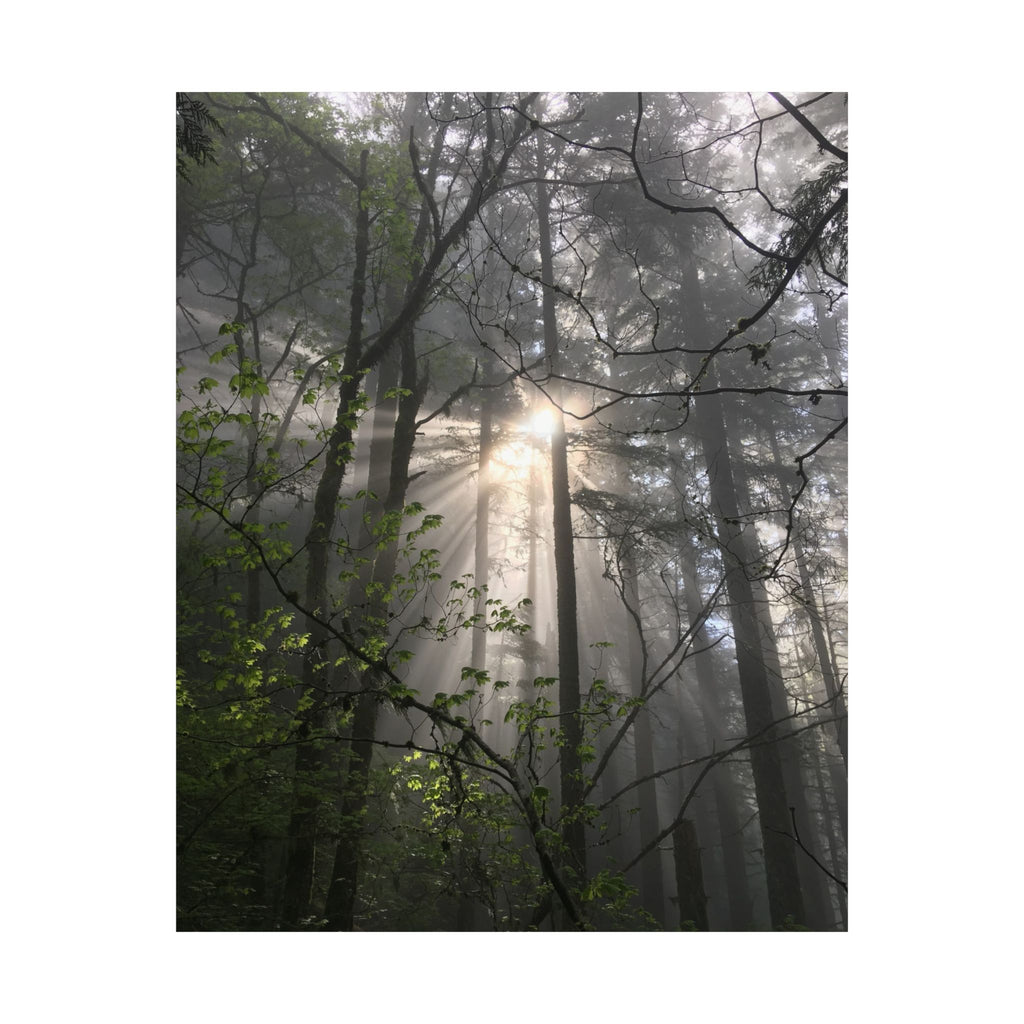 Forest Sunbeams Matte Poster — Vertical Nature Wall Art